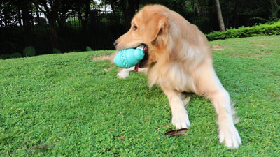 Dog Leakage Toy, Round Jar Bottle Shape Dog Chew Toys, Dogs Puppies Teething Clean Aggressive Chewer, Pets Safe Bite Chew Toys - US Stores