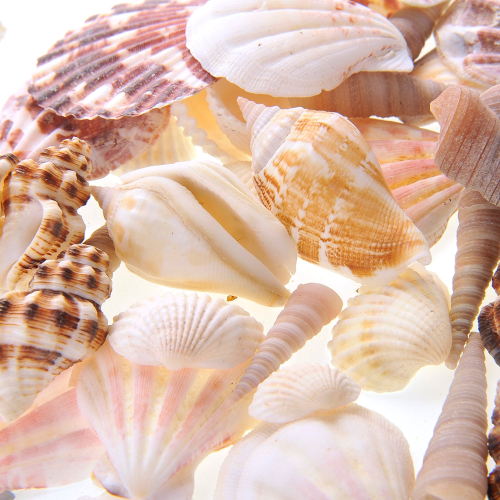 AZ Trading & Import Mixed Beach Sea Shells For Decoration (Bag Of 100 Shells)