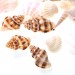 AZ Trading & Import Mixed Beach Sea Shells For Decoration (Bag Of 100 Shells)